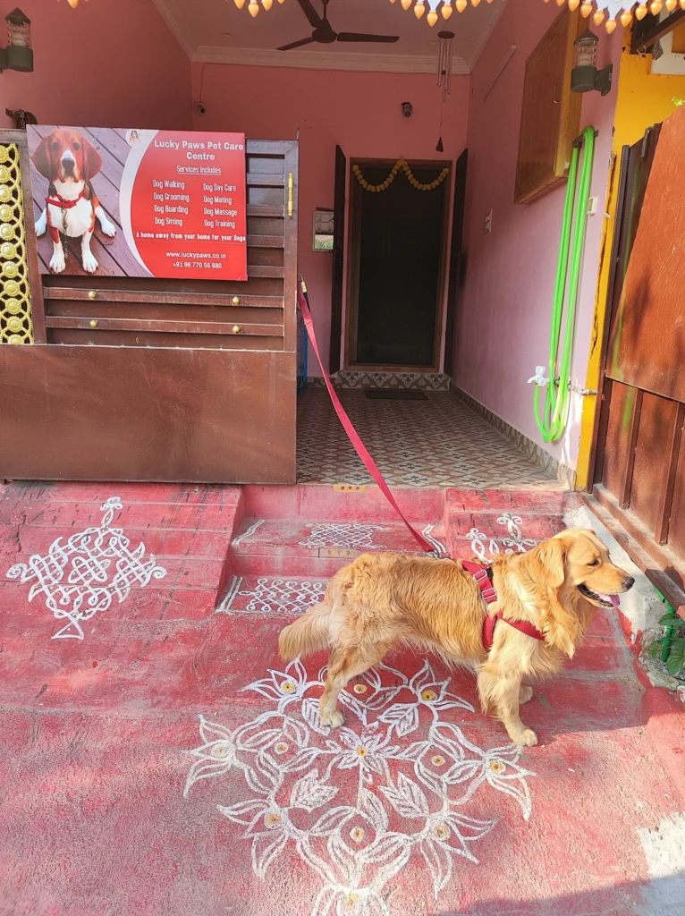 lucky-paws-home-boarding-and-daycare-kovur-chennai-dog-creche-sjmj5a057y