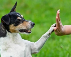 Pet Care Service In Thiruvanmiyur Chennai