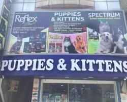 annai-aquarium-and-pets-aminjikarai-chennai-aquarium-accessory-dealers-68gu9j6lit