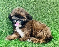 arun-pet-shop-chromepet-chennai-aquarium-accessory-dealers-025r62c45z