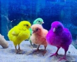 arun-pet-shop-chromepet-chennai-aquarium-accessory-dealers-7ne03whqwc