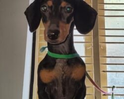 bhairav-pet-shop-moovendar-colony-chennai-pet-shops-ard5fl57n7