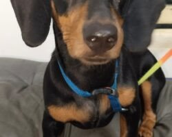 bhairav-pet-shop-moovendar-colony-chennai-pet-shops-egdh3b4xcx