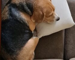 lucky-paws-chennai-dog-creche-99tbt7qjbh