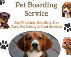 lucky-paws-home-boarding-and-daycare-kovur-chennai-dog-creche-1qvvhgan6b