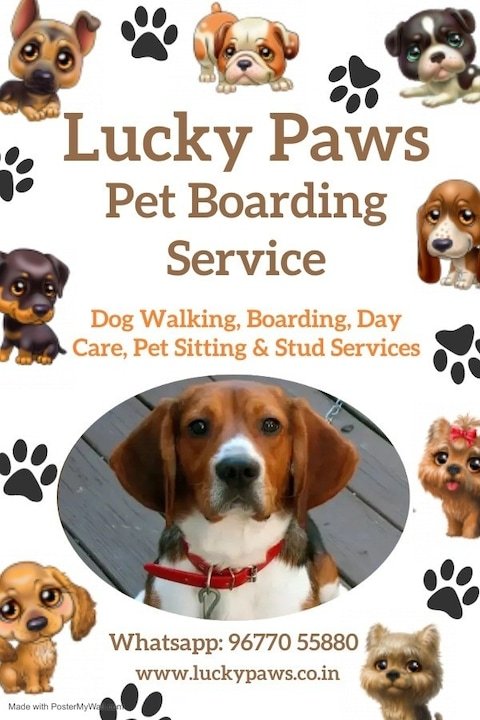 lucky-paws-home-boarding-and-daycare-kovur-chennai-dog-creche-1qvvhgan6b