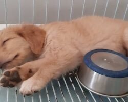 lucky-paws-home-boarding-and-daycare-kovur-chennai-dog-creche-4lfg0xdi6l