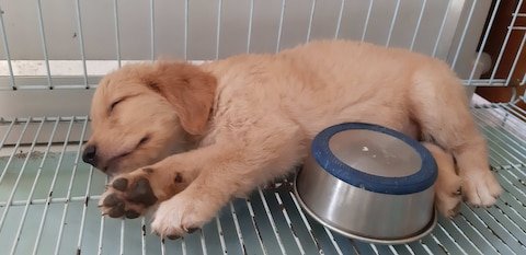 lucky-paws-home-boarding-and-daycare-kovur-chennai-dog-creche-4lfg0xdi6l