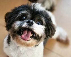 posh-paws-chromepet-chennai-dog-parlours-m2zvlioxco