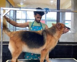 rc-pet-resorts-thiruvidanthai-chennai-pet-care-takers-gqjyn9ernb