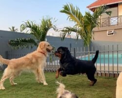 rc-pet-resorts-thiruvidanthai-chennai-pet-care-takers-o271egjc62