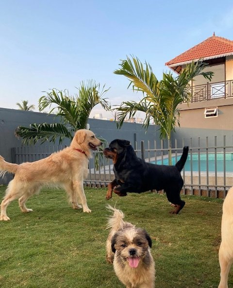 rc-pet-resorts-thiruvidanthai-chennai-pet-care-takers-o271egjc62