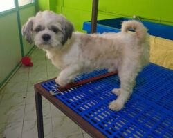 sara-pet-grooming-korattur-chennai-pet-grooming-services-9lmai95jvb