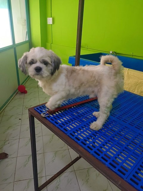 sara-pet-grooming-korattur-chennai-pet-grooming-services-9lmai95jvb
