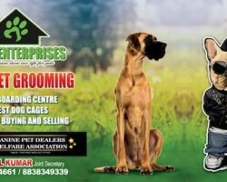 sara-pet-grooming-korattur-chennai-pet-grooming-services-cy1onhu8a2