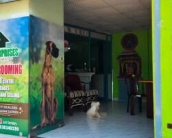 sara-pet-grooming-korattur-chennai-pet-grooming-services-dioka4zc5b