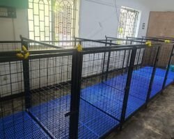 sara-pet-grooming-korattur-chennai-pet-grooming-services-yv7frivbdf