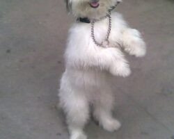 the-best-dog-training-center-tharamani-chennai-dog-trainers-4hop2pk