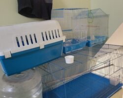 waggy-tails-pet-care-kelambakkam-chennai-pet-shops-swpu5b7pnd